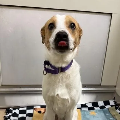 Lady Bug thumbnail 3