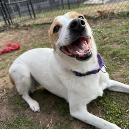 Lady Bug thumbnail 4