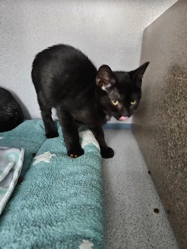 A baby small-sized male Domestic Short Hair cat named Waldo for adoption in Skillman, NJ