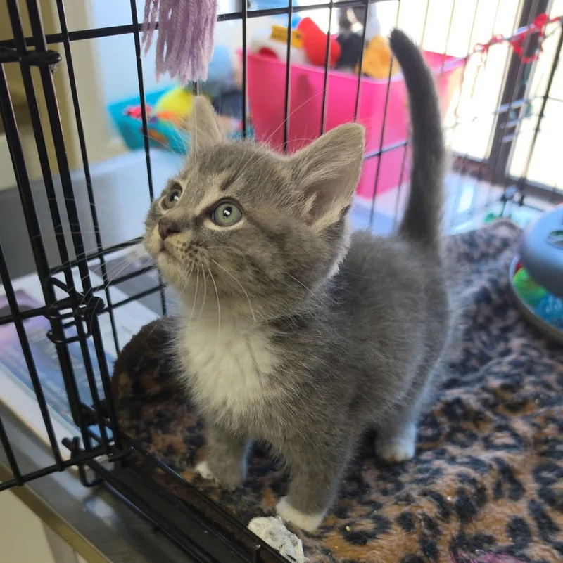 A baby medium-sized male Gray & White Tabby cat named Trolley for adoption in Clarksville, VA