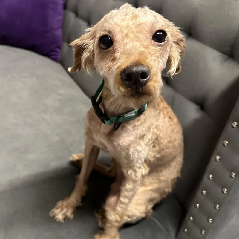 An adult small-sized male Poodle dog named Domingo for adoption in Hartland, WI