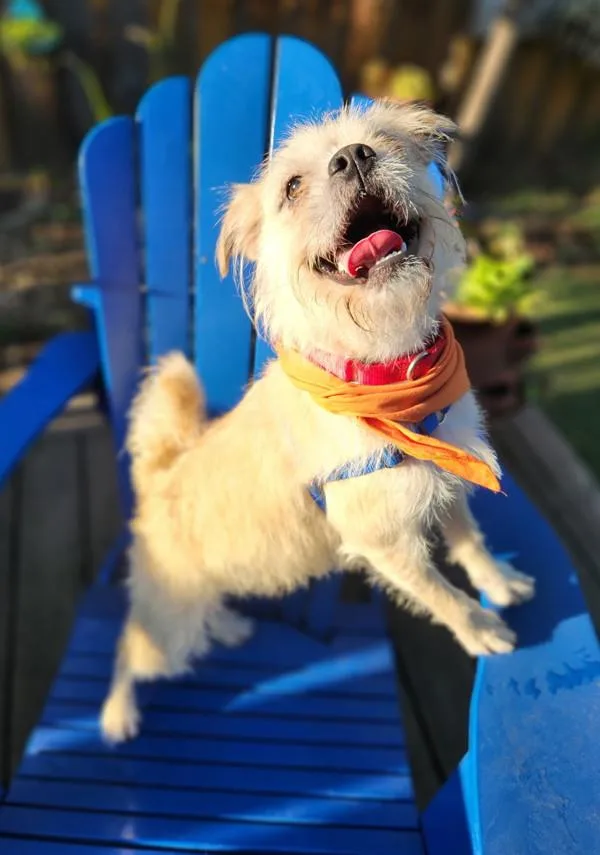 Mr Pickles thumbnail 2