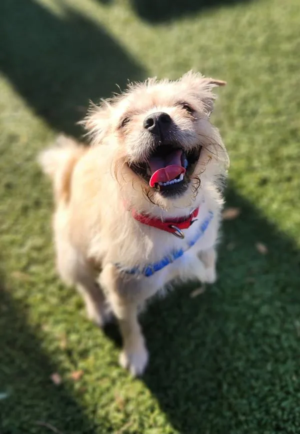 Mr Pickles thumbnail 4