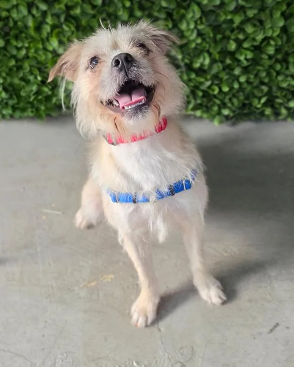 Mr Pickles thumbnail 5