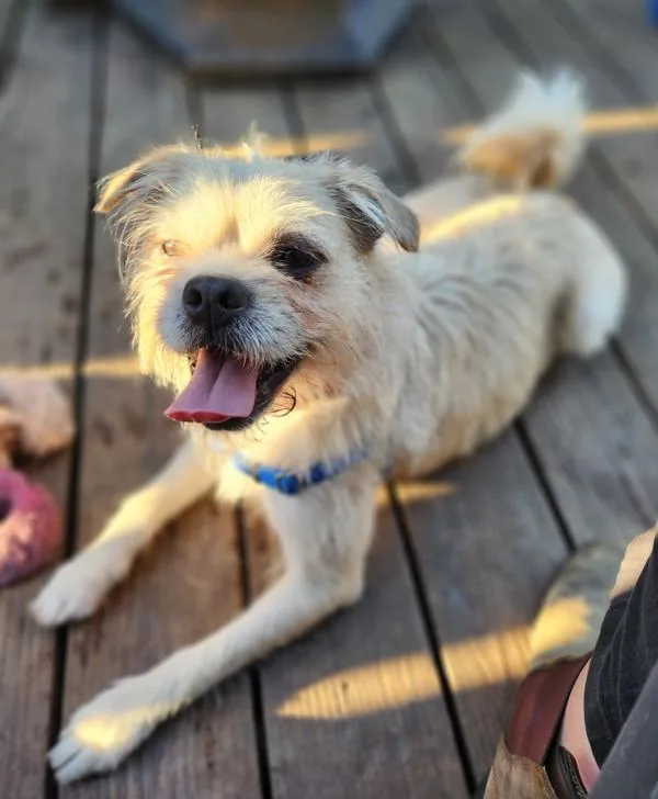 Mr Pickles thumbnail 6