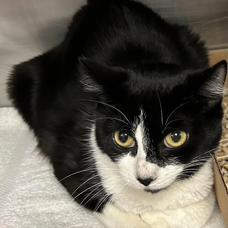 A senior medium-sized female Black Domestic Short Hair cat named Shadow for adoption in Birdsboro, PA