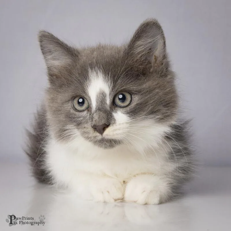 An adult medium-sized female Gray & White Domestic Short Hair cat named Snap for adoption in Maryville, TN
