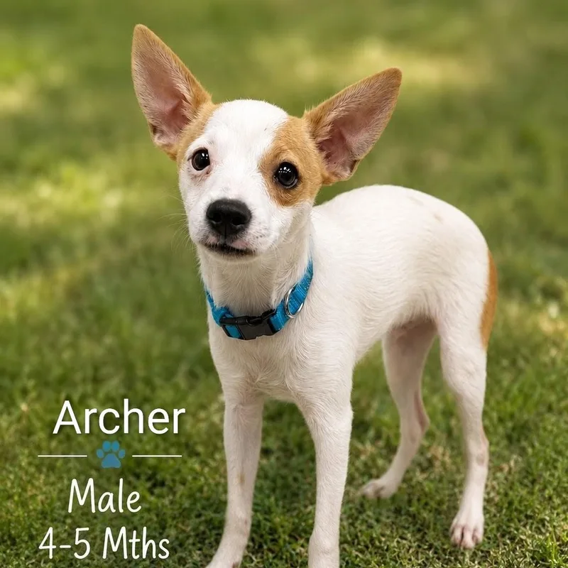 A baby small-sized male Red / Chestnut / Orange Chihuahua dog named Archer for adoption in Potomac, MD