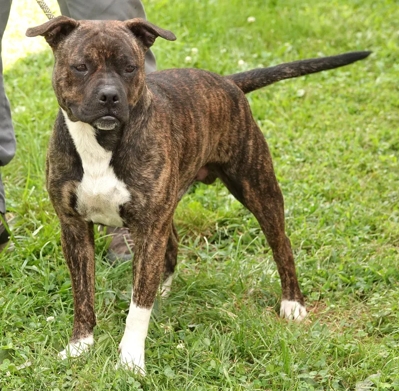 A young medium-sized male Brindle Terrier dog named Frack for adoption in Millfield, OH