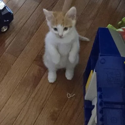 A baby small-sized male Domestic Short Hair cat named Coconut for adoption in Fishers, IN