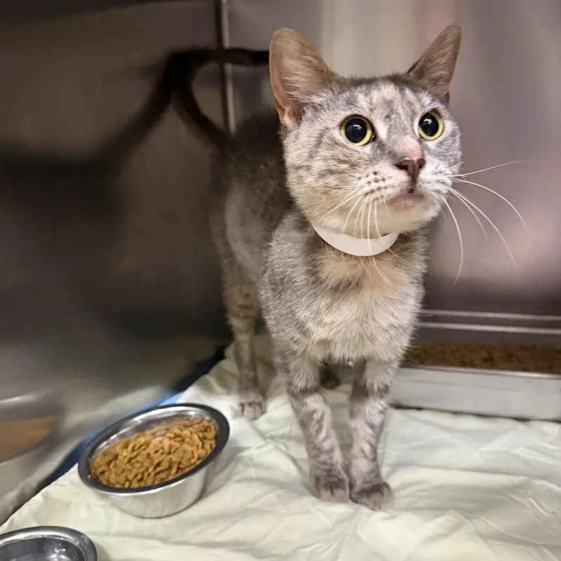 An adult medium-sized female Gray / Blue / Silver Domestic Short Hair cat named Tiny for adoption in Birmingham, AL