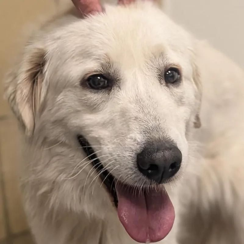 A young medium-sized female White / Cream Great Pyrenees dog named MayBelle for adoption in Greenfield, IN