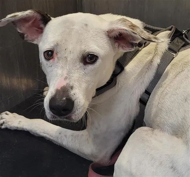 A young medium-sized female Terrier dog named Pluto for adoption in San Antonio, TX