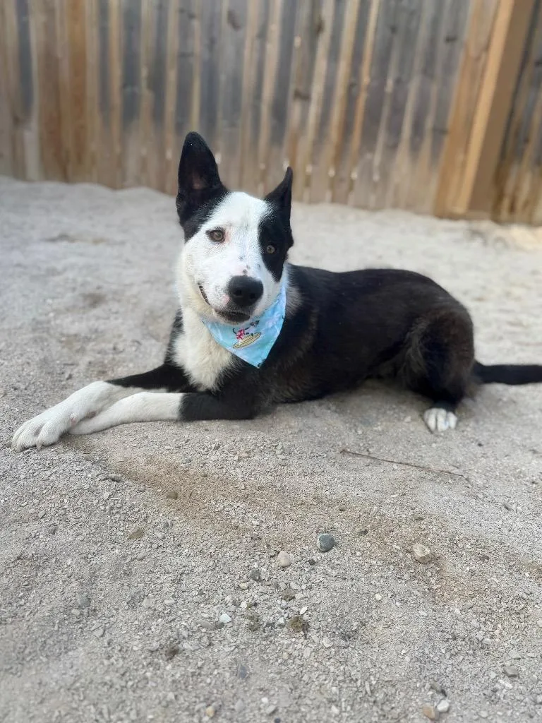 A young medium-sized female Collie dog named Calypso for adoption in Muskegon, MI