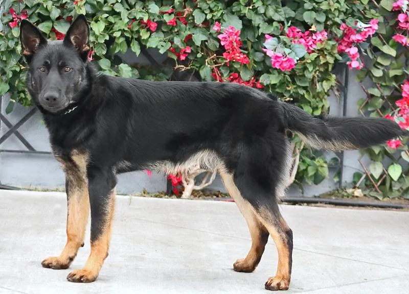 Onyx Von Oelsnitz" thumbnail 3