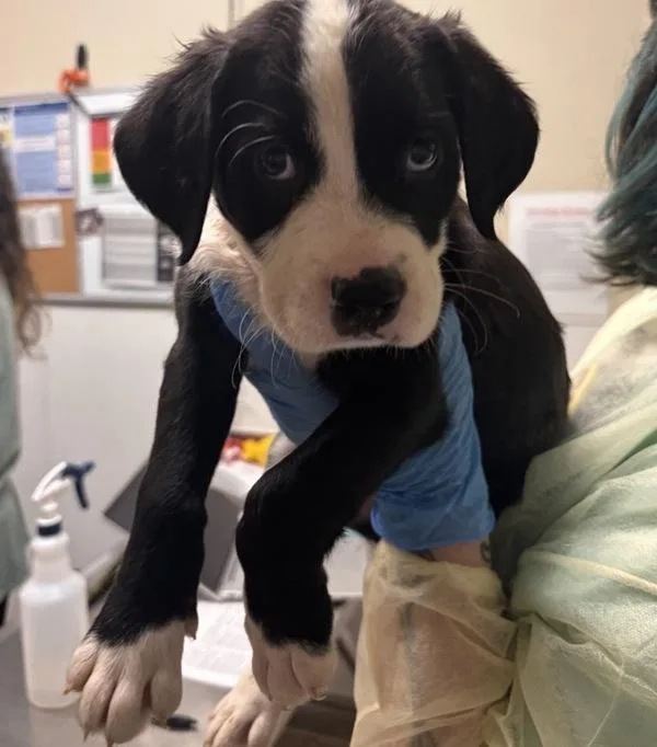 A baby small-sized male Mixed Breed dog named New Jersey for adoption in Vancouver, WA