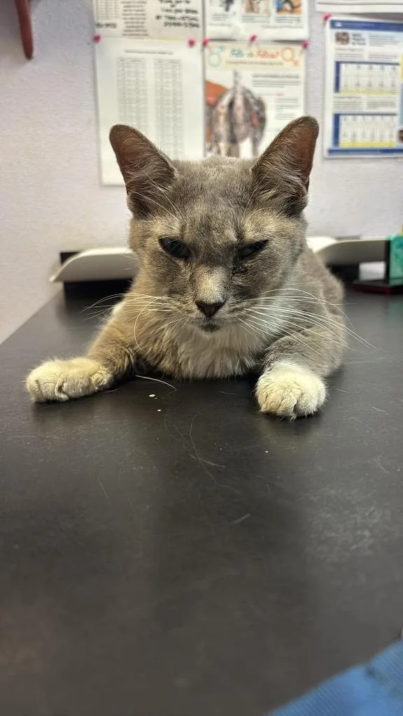 A senior medium-sized female Domestic Short Hair cat named Saber Tooth for adoption in New Braunfels, TX