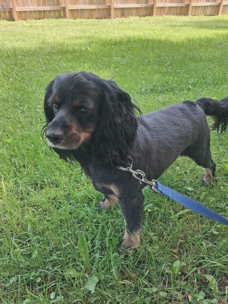 A young medium-sized male Cockapoo dog named Grizzly for adoption in Gorham, ME