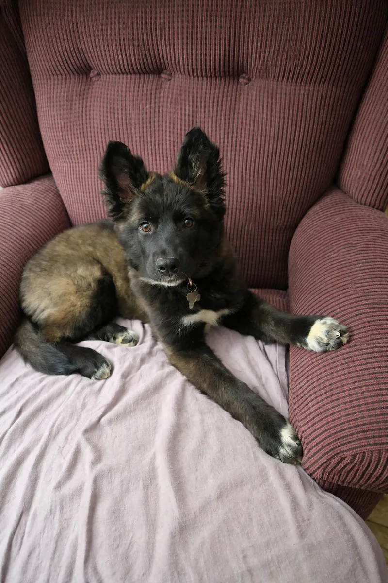 Persephone  Fuzzy Butt thumbnail 2