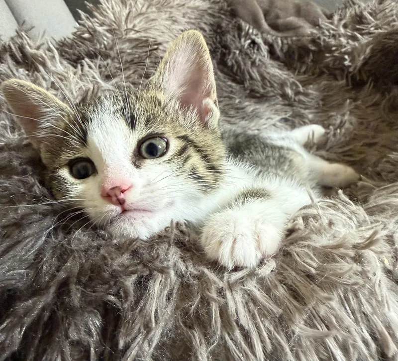 A baby small-sized male Gray & White Domestic Short Hair cat named Prince for adoption in Portland, OR