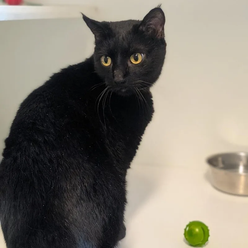 An adult small-sized male Black Domestic Short Hair cat named Poe for adoption in Prairie du Chien, WI