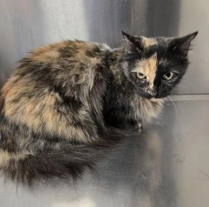 An adult small-sized female Domestic Short Hair cat named Sadie for adoption in Fresno, CA