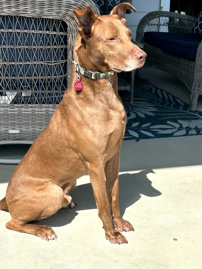 Gus