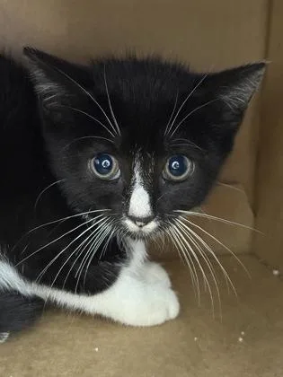 A baby small-sized female Domestic Short Hair cat named Oats for adoption in West Chester, PA