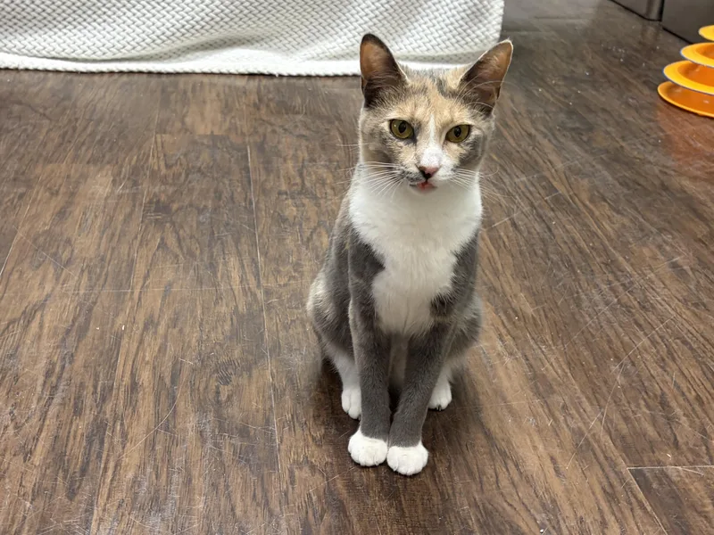 A young medium-sized female Domestic Short Hair cat named Carol Brady for adoption in Perry, GA