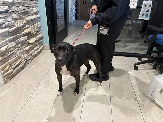 An adult large-sized female Pit Bull Terrier dog named Missnogo for adoption in Garland, TX