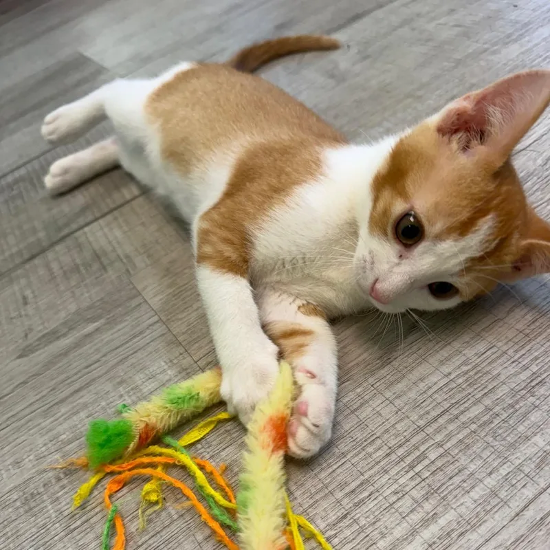 A baby small-sized male Orange / Red Domestic Short Hair cat named Daffy Duck for adoption in Ottawa, KS