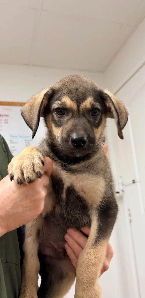 A baby medium-sized male Shepherd dog named Moose for adoption in Batesville, AR