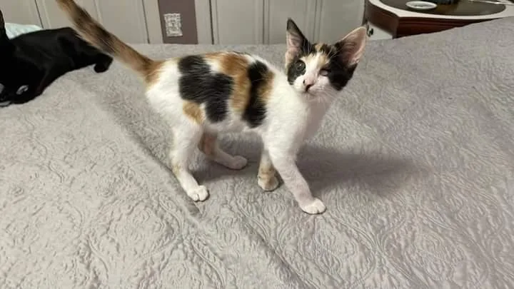 An adult small-sized female Domestic Short Hair cat named Olive Oil for adoption in Florence, SC