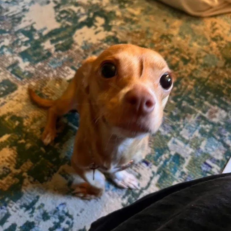 An adult small-sized female Golden Chihuahua dog named Flipper for adoption in Greenville, SC