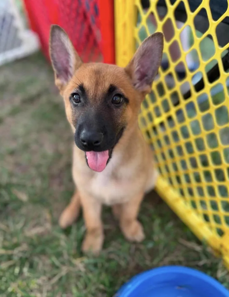 A baby medium-sized female Yellow / Tan / Blond / Fawn Belgian Shepherd / Malinois dog named Gabby for adoption in Kannapolis, NC