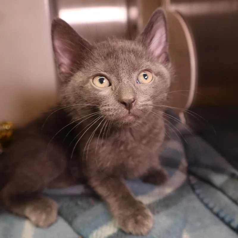 A baby small-sized male Gray / Blue / Silver Domestic Short Hair cat named Elliot for adoption in Waukesha, WI