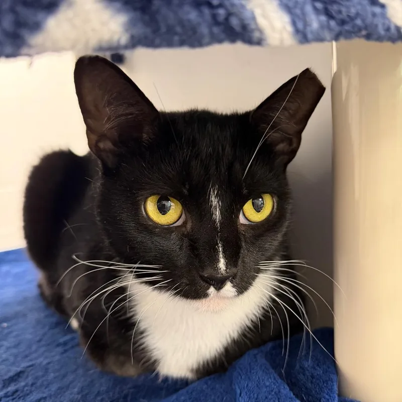 A young medium-sized female Black Domestic Short Hair cat named Saylor for adoption in Hampton Bays, NY