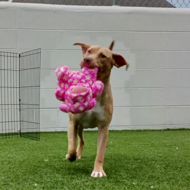 Daniella thumbnail 2