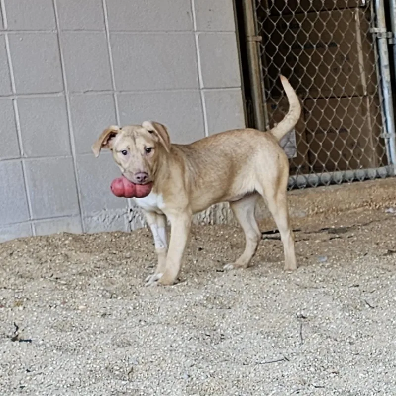 Daniella thumbnail 4