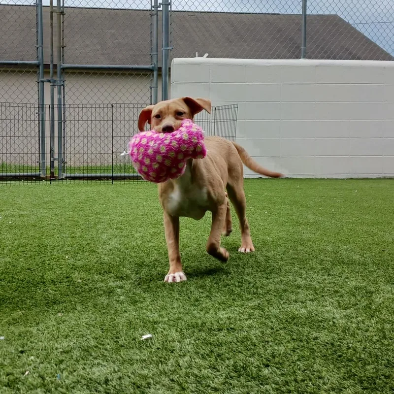 Daniella thumbnail 6