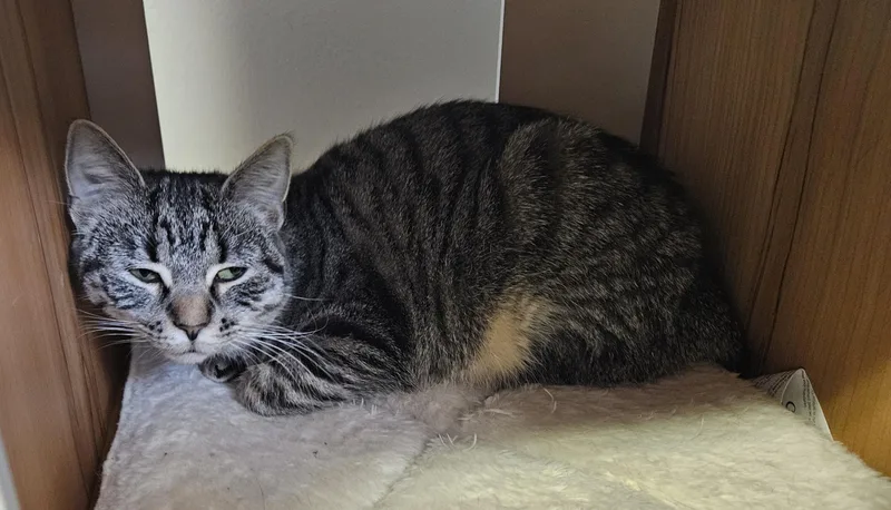 Lil Bits thumbnail 4