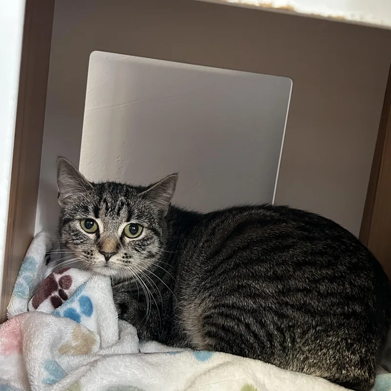 Lil Bits thumbnail 5