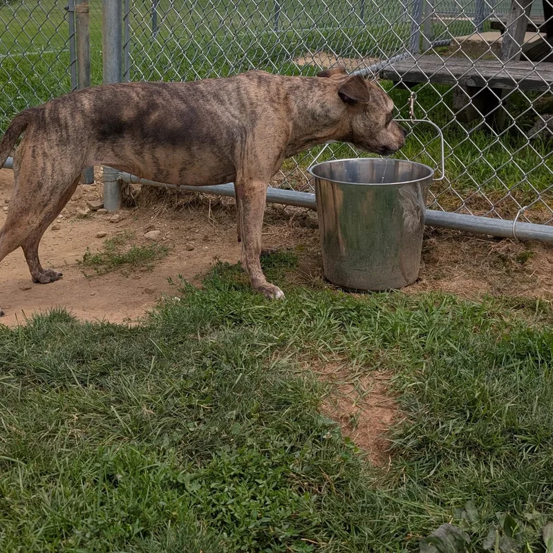 Looking For Owner