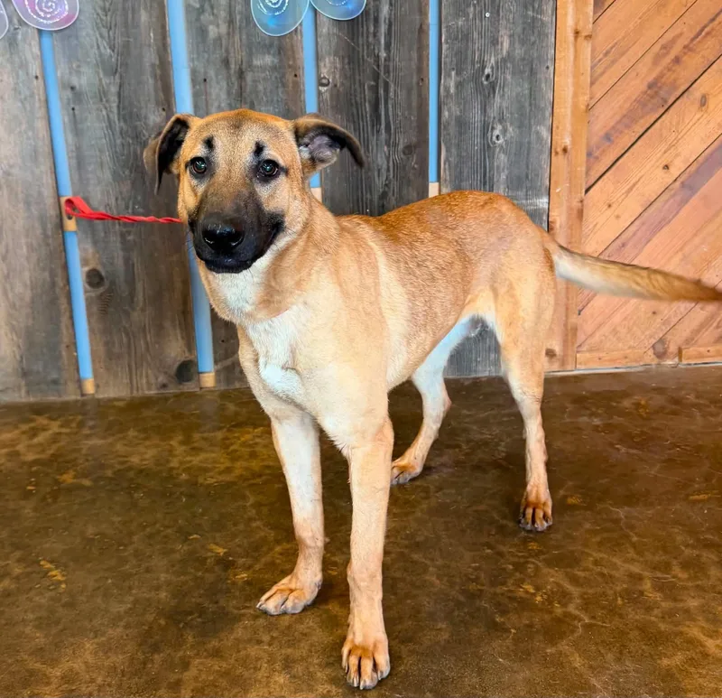 An adult medium-sized male Mixed Breed dog named Draco for adoption in Milwaukee, WI