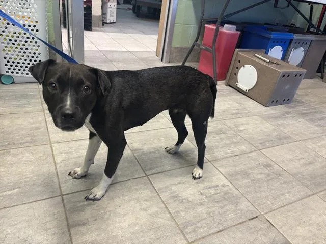 A young medium-sized female Pit Bull Terrier dog named Patsy for adoption in Grand Prairie, TX