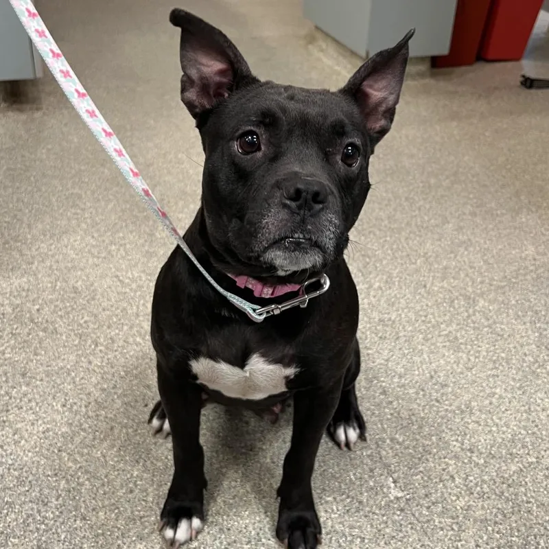 An adult medium-sized female Black Mixed Breed dog named Waikiki for adoption in Jacksonville, FL