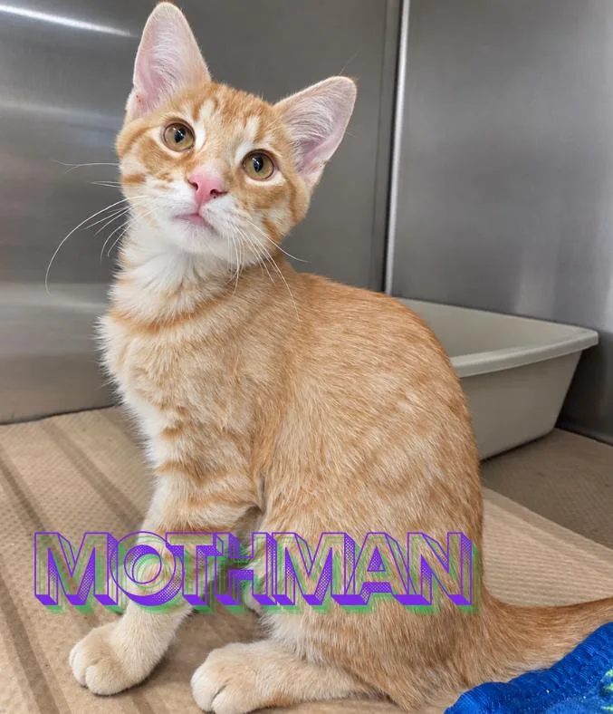 A baby medium-sized male Tabby (Orange / Red) Domestic Short Hair cat named Mothman for adoption in Nevada, IA