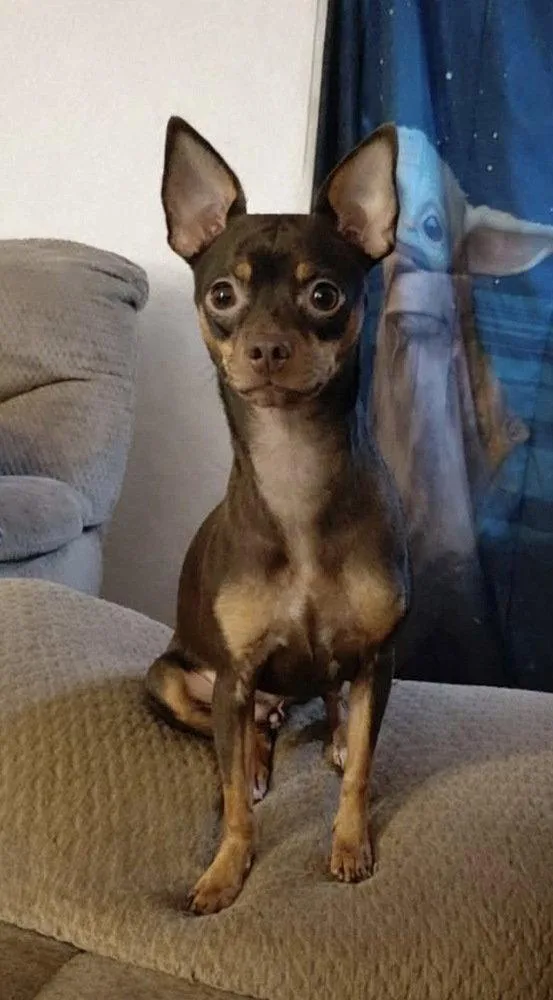 A young medium-sized female Miniature Pinscher dog named Maizee for adoption in Columbia, TN
