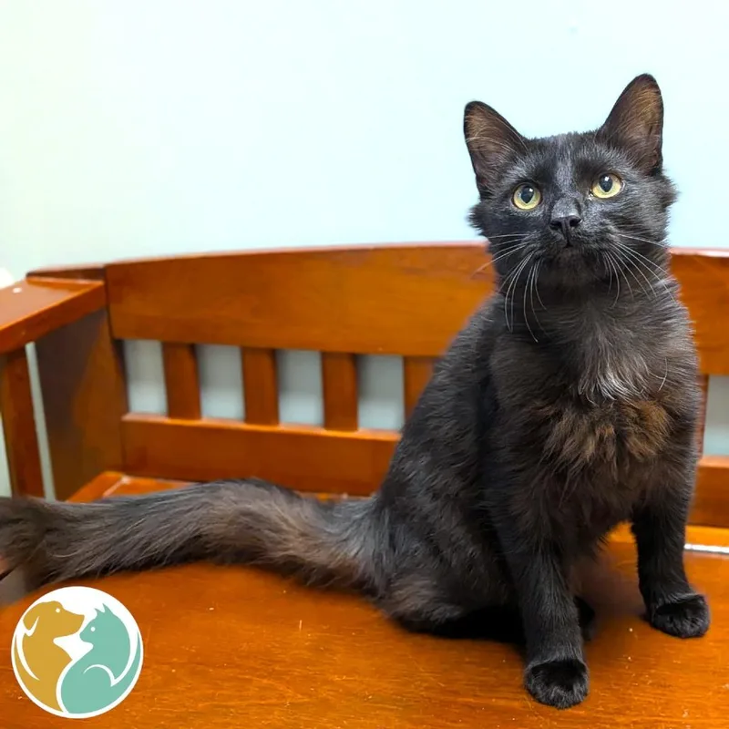 A baby medium-sized male Black Domestic Short Hair cat named Turtle for adoption in Toledo, OH
