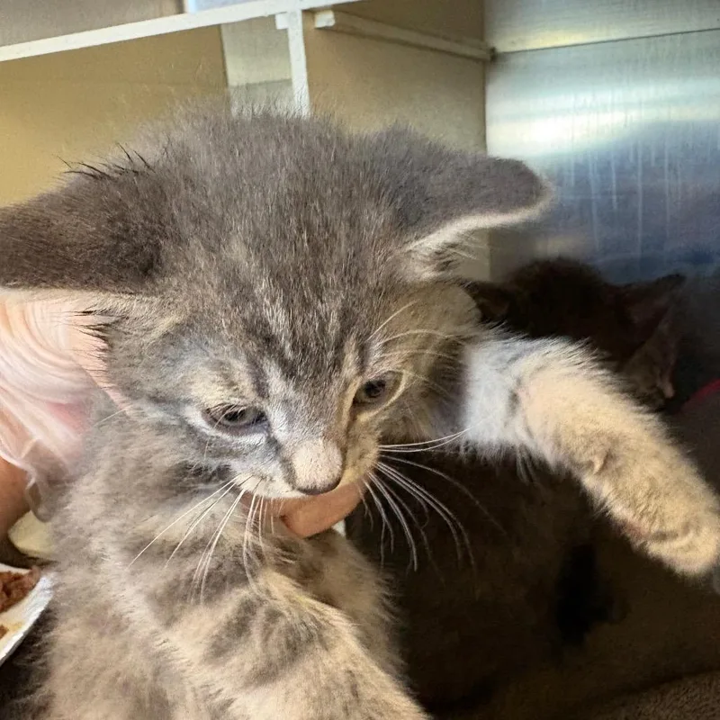 A baby small-sized female Gray / Blue / Silver Domestic Short Hair cat named Cynthia for adoption in Newark, NJ